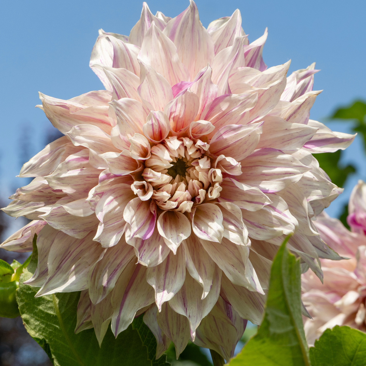 Dahlia tubers - 3 pcs. - Dahlia 'Café au lait Twist' - Flower Bulbs