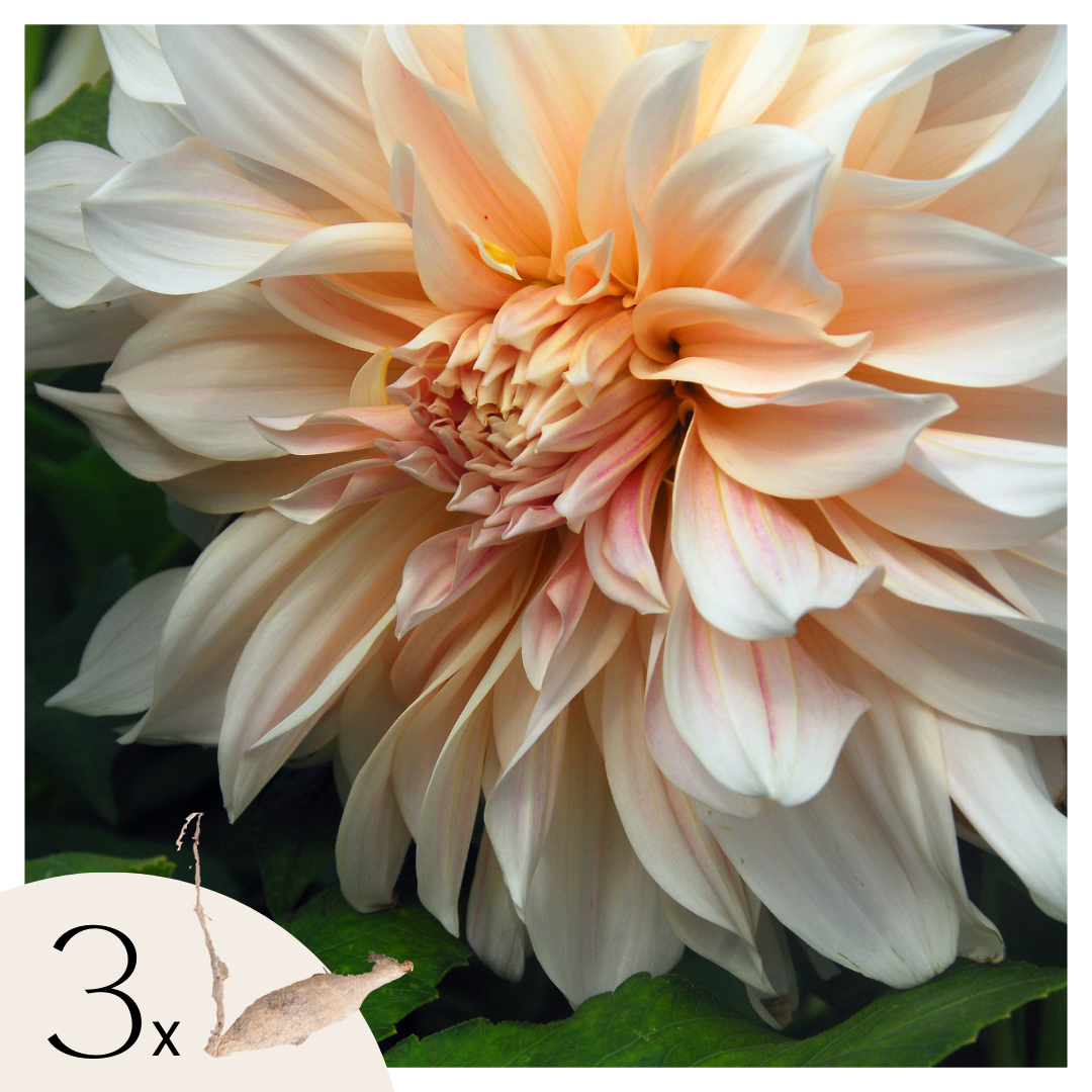 Dahlia tubers - 3 pcs. - Dahlia 'Café au Lait' - Flower Bulbs