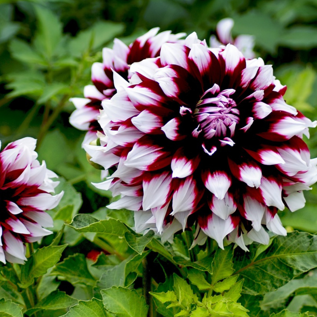 Dahlia tubers - 3 pcs. - Dahlia 'X-Factor' - Flower Bulbs