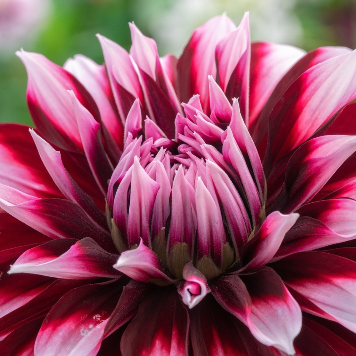 Dahlia tubers - 3 pcs. - Dahlia 'X-Factor' - Flower Bulbs