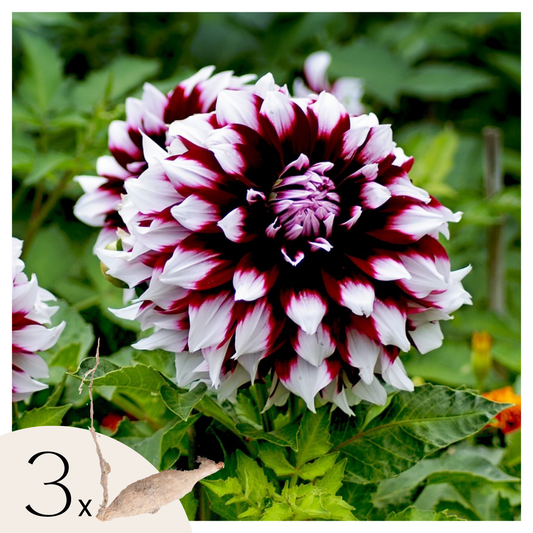 Dahlia tubers - 3 pcs. - Dahlia 'X-Factor' - Flower Bulbs