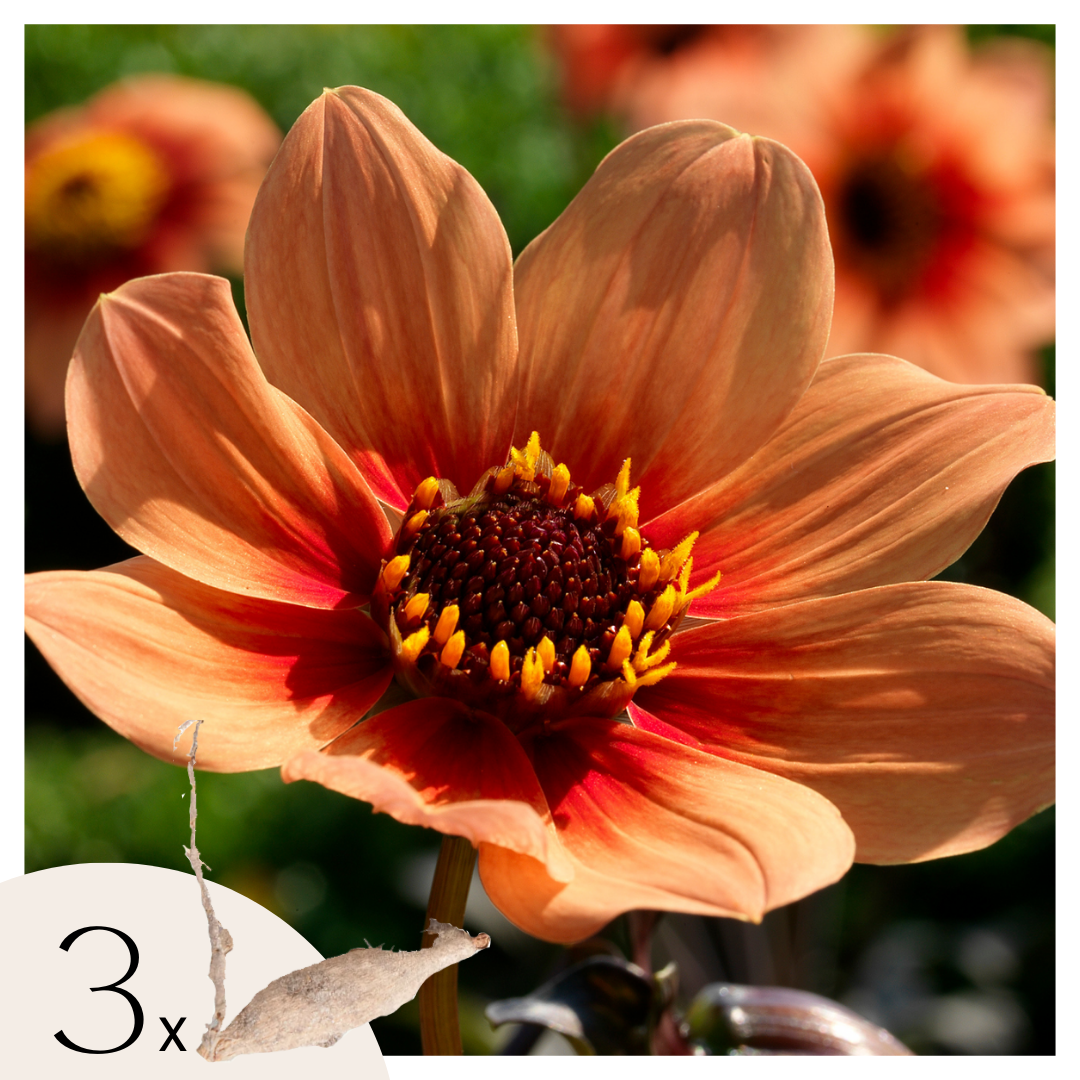 Dahlia - 3 pcs. - Dahlia 'Happy Single' - Flower Bulbs - Orange