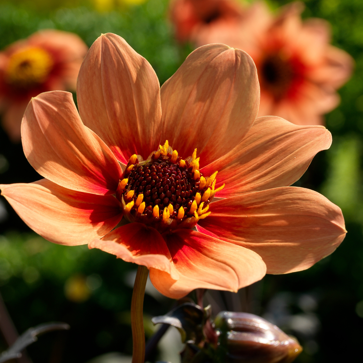 Dahlia tubers - 6 pcs. - Dahlia 'Happy Single First Love' - Orange