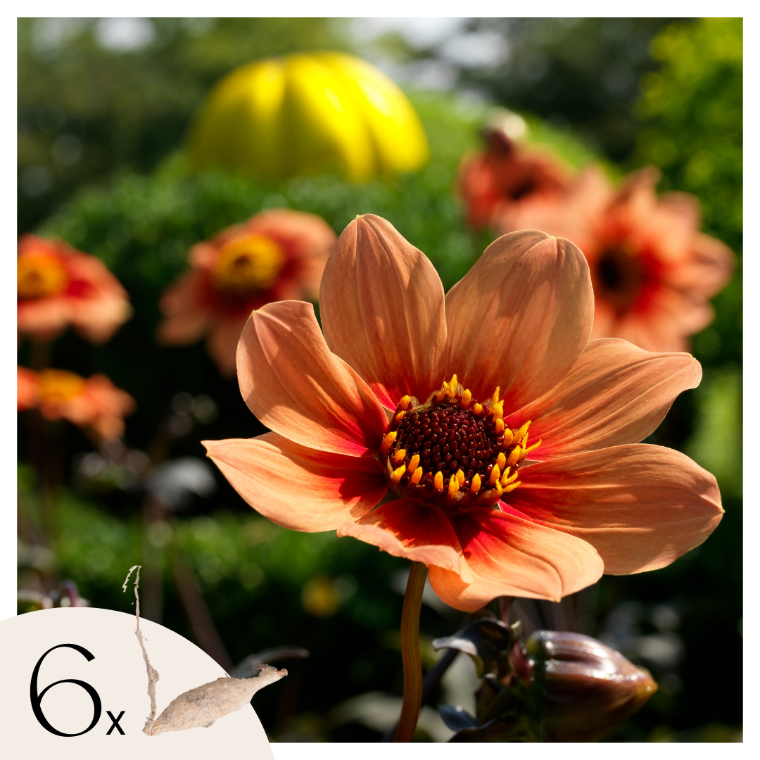 Dahlia tubers - 6 pcs. - Dahlia 'Happy Single First Love' - Orange