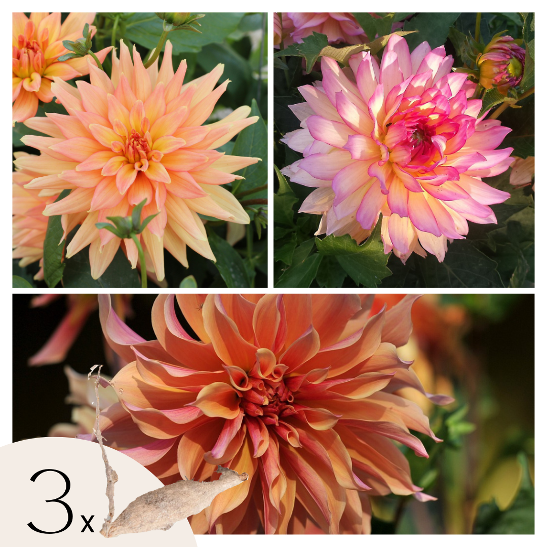 Dahlia tubers - 3 pcs. - Dahlia 'Labyrinth & Twotone' - Flower Bulbs