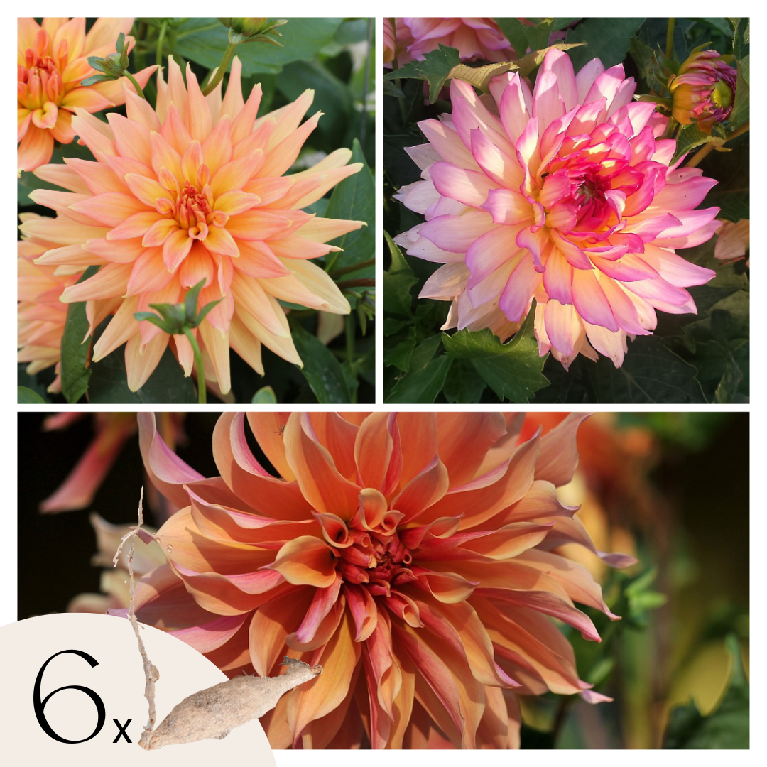 Dahlia tubers - 6 pcs. - Dahlia 'Labyrinth' - Flower Bulbs - Purple