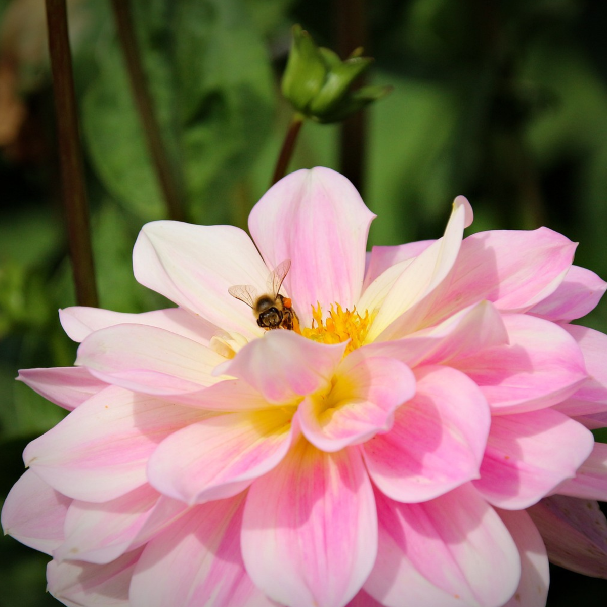 Dahlia tubers - 3 pcs. - Dahlia 'Waterlily Mix' - Flower Bulbs