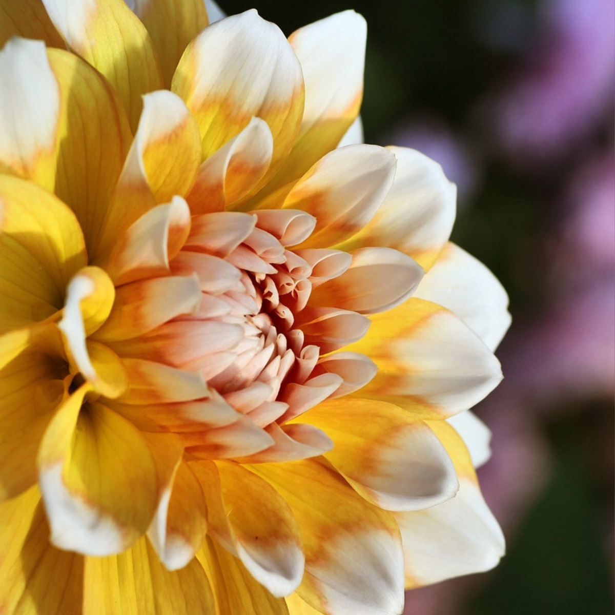 Dahlia tubers - 3 pcs. - Dahlia 'Waterlily Mix' - Flower Bulbs