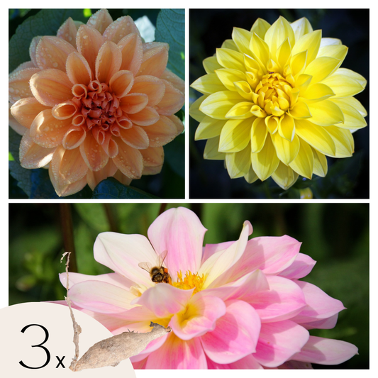 Dahlia tubers - 3 pcs. - Dahlia 'Waterlily Mix' - Flower Bulbs