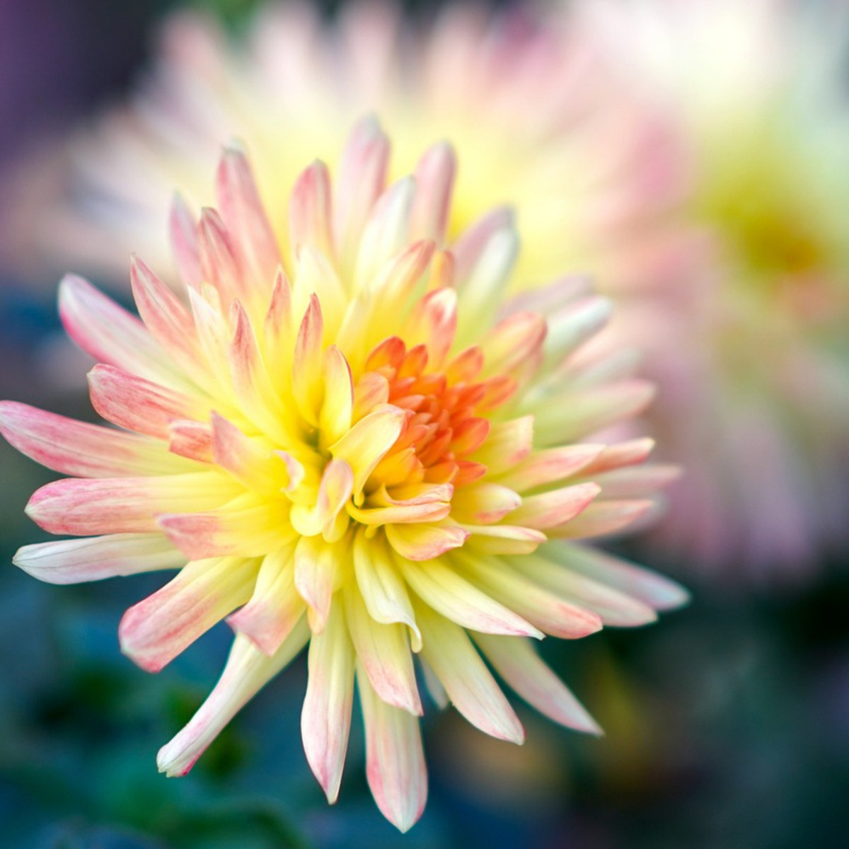 Dahlia tubers - 3 pcs. - Dahlia 'Cabanna Banana' - Flower Bulbs