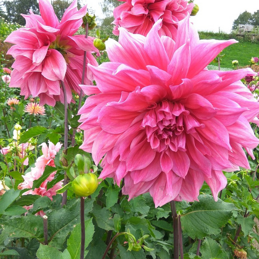 Dahlia tubers - 3 pcs. - Dahlia 'Café au lait Rosé' - Flower Bulbs