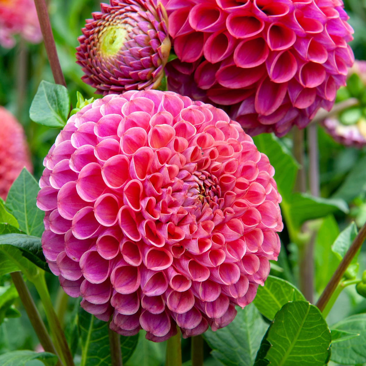 Dahlia tubers - 4 pcs. - Dahlia 'Bouqet Sunrise' - Flower Bulbs