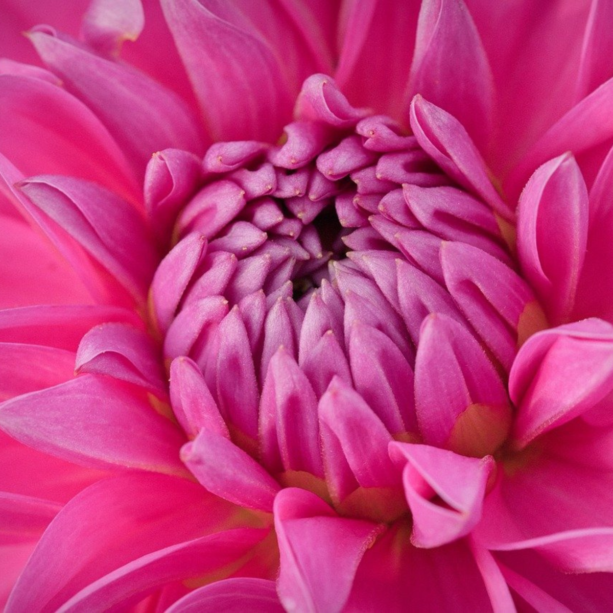 Dahlia tubers - 3 pcs. - Dahlia 'Café au lait Rosé' - Flower Bulbs