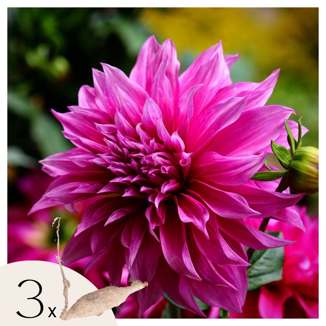Dahlia tubers - 3 pcs. - Dahlia 'Café au lait Rosé' - Flower Bulbs