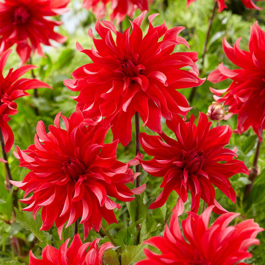Dahlia tubers - 3 pcs. - Dahlia 'Labyrinth Red' - Flower Bulbs