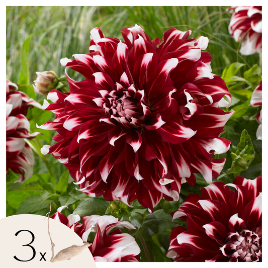 Dahlia tubers - 3 pcs. - Dahlia 'X-Factor' - Flower Bulbs