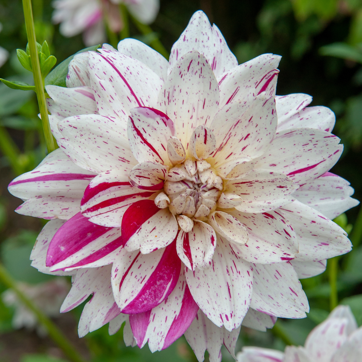 Dahlia tubers - 4 pcs. - Dahlia 'Bouqet Sunrise' - Flower Bulbs