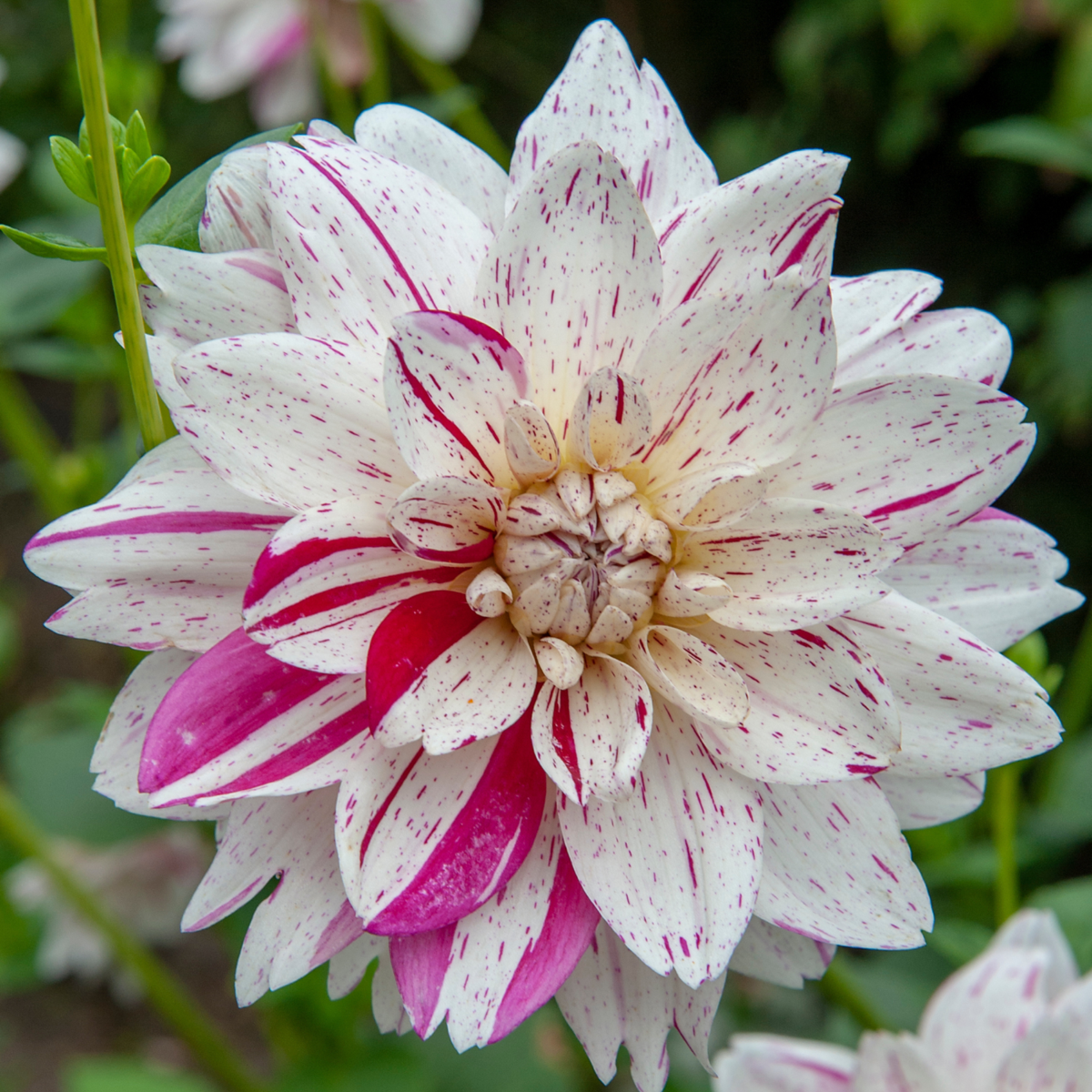 Dahlia tubers - 4 pcs. - Dahlia 'Bouqet Sunset' - Flower Bulbs