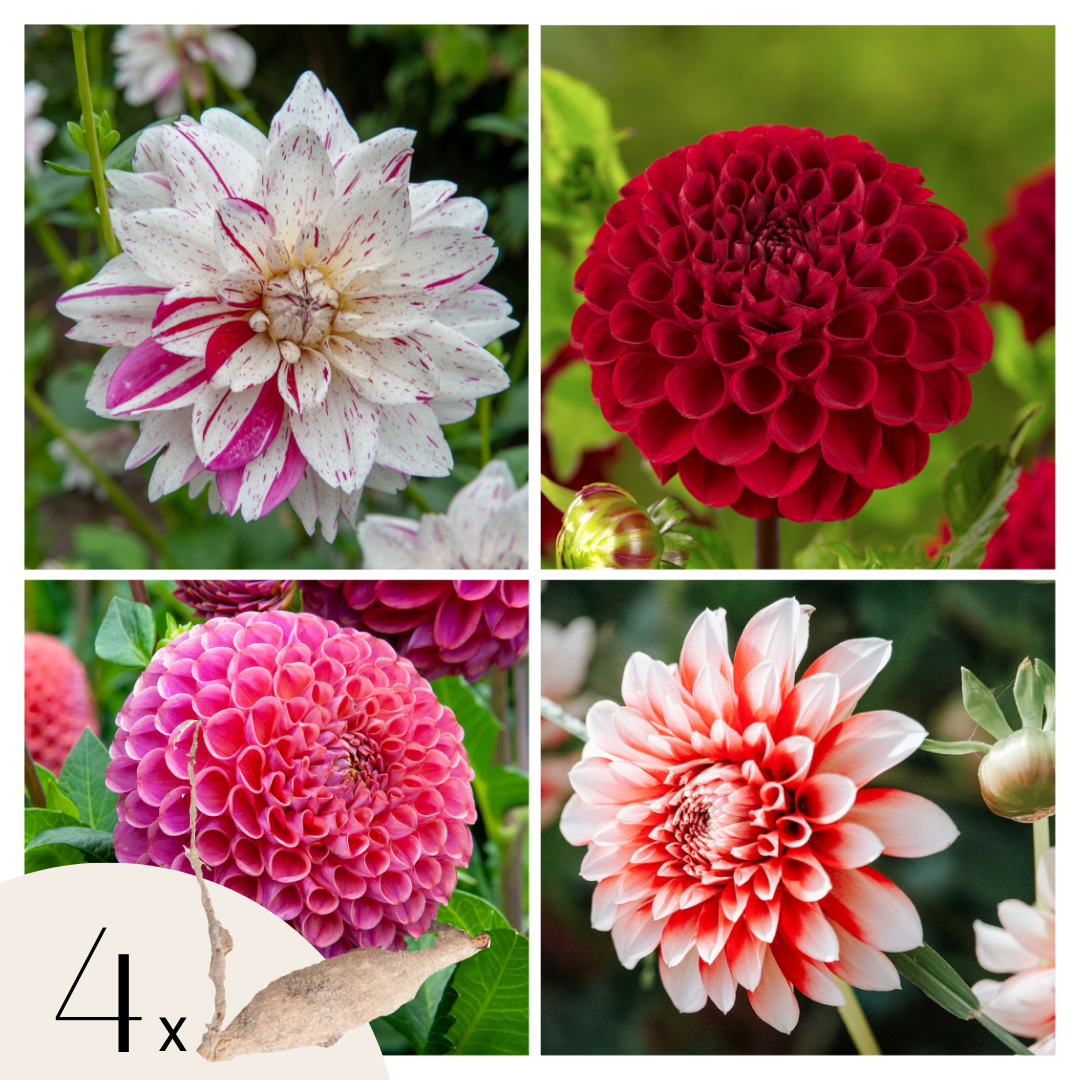 Dahlia tubers - 4 pcs. - Dahlia 'Bouqet Sunset' - Flower Bulbs