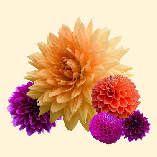 Dahlia tubers - 4 pcs. - Dahlia 'Bouqet Sunshine' - Flower Bulbs