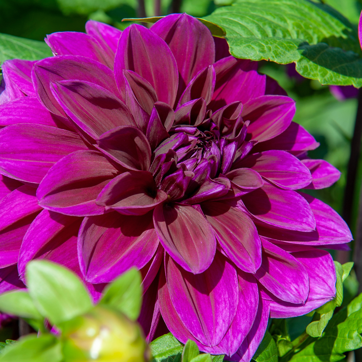 Dahlia tubers - 4 pcs. - Dahlia 'Bouqet Sunshine' - Flower Bulbs