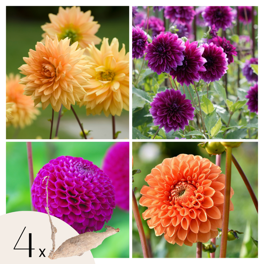 Dahlia tubers - 4 pcs. - Dahlia 'Bouqet Sunshine' - Flower Bulbs