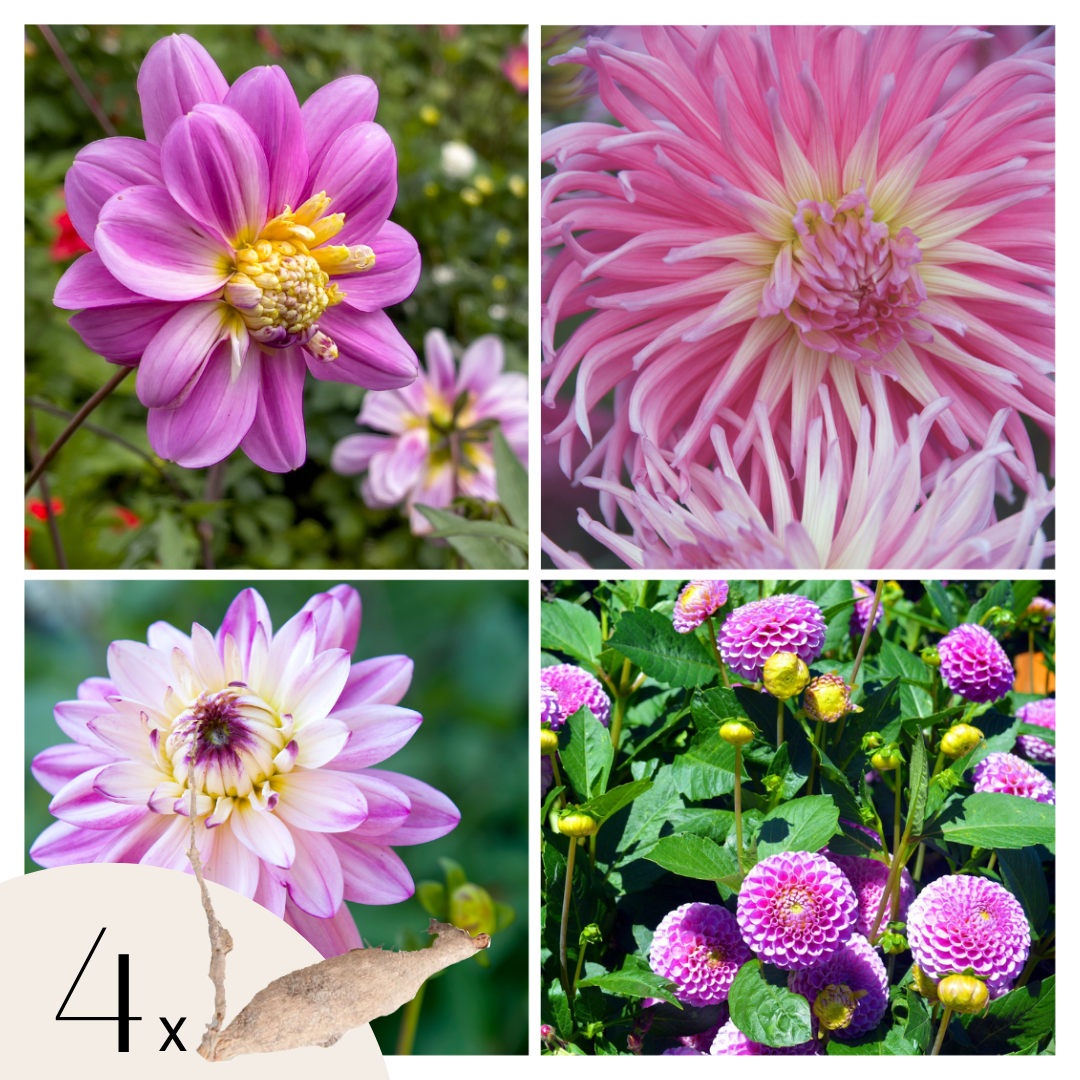 Dahlia tubers - 4 pcs. - Dahlia 'Pink Love' - Flower Bulbs