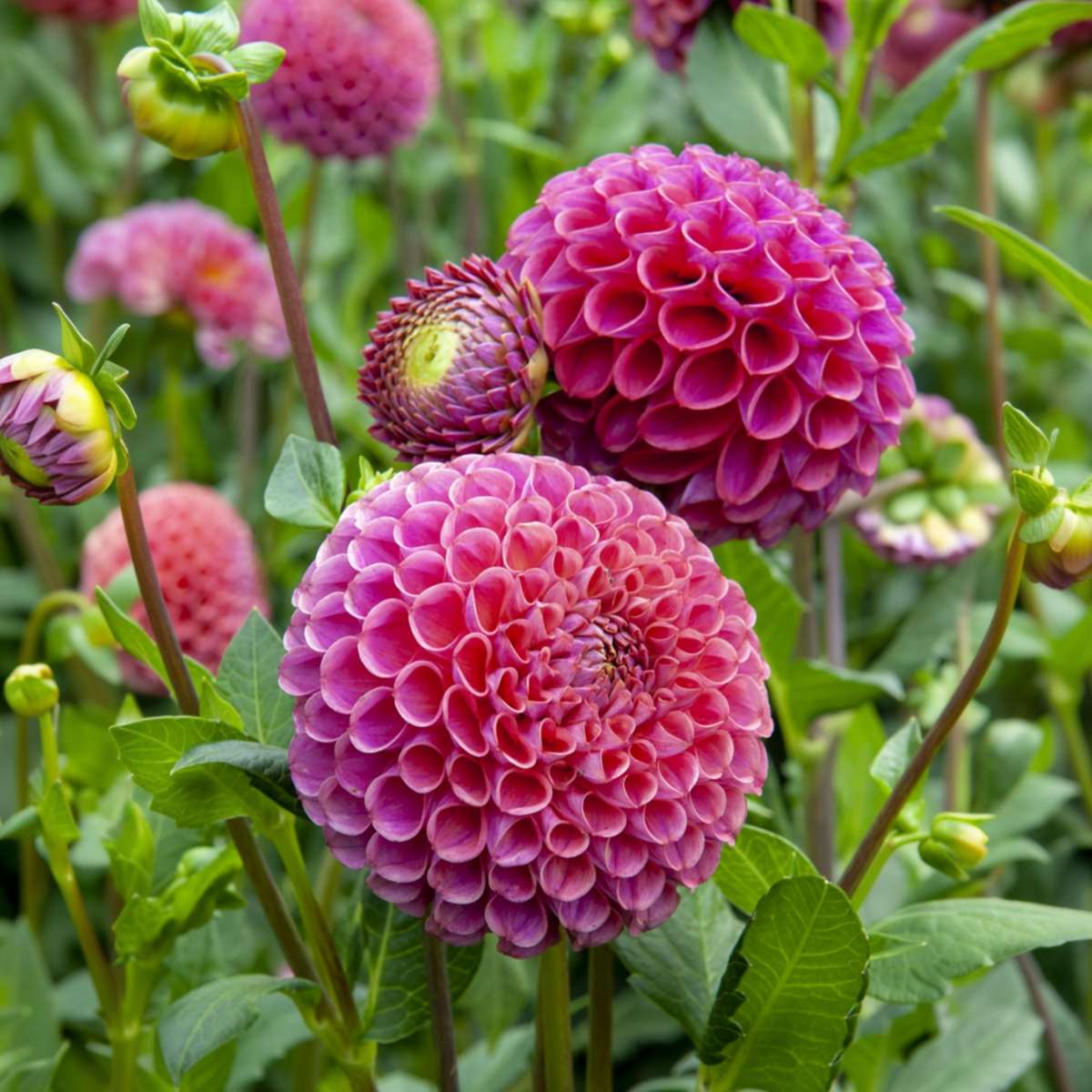 Dahlia tubers - 4 pcs. - Dahlia 'Bouqet Sunrise' - Flower Bulbs