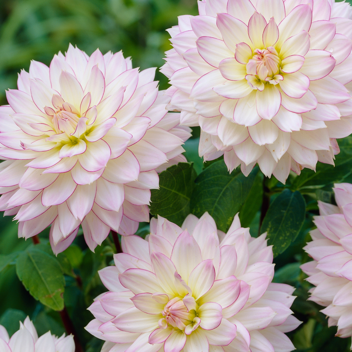 Dahlia tubers - 4 pcs. - Dahlia 'Salmon Love' - Flower Bulbs