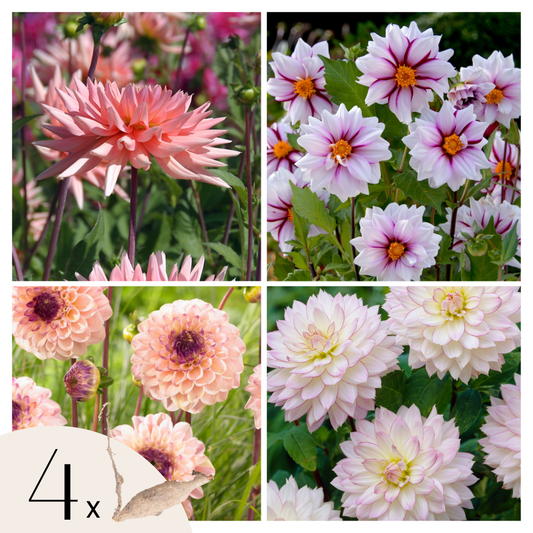 Dahlia tubers - 4 pcs. - Dahlia 'Salmon Love' - Flower Bulbs