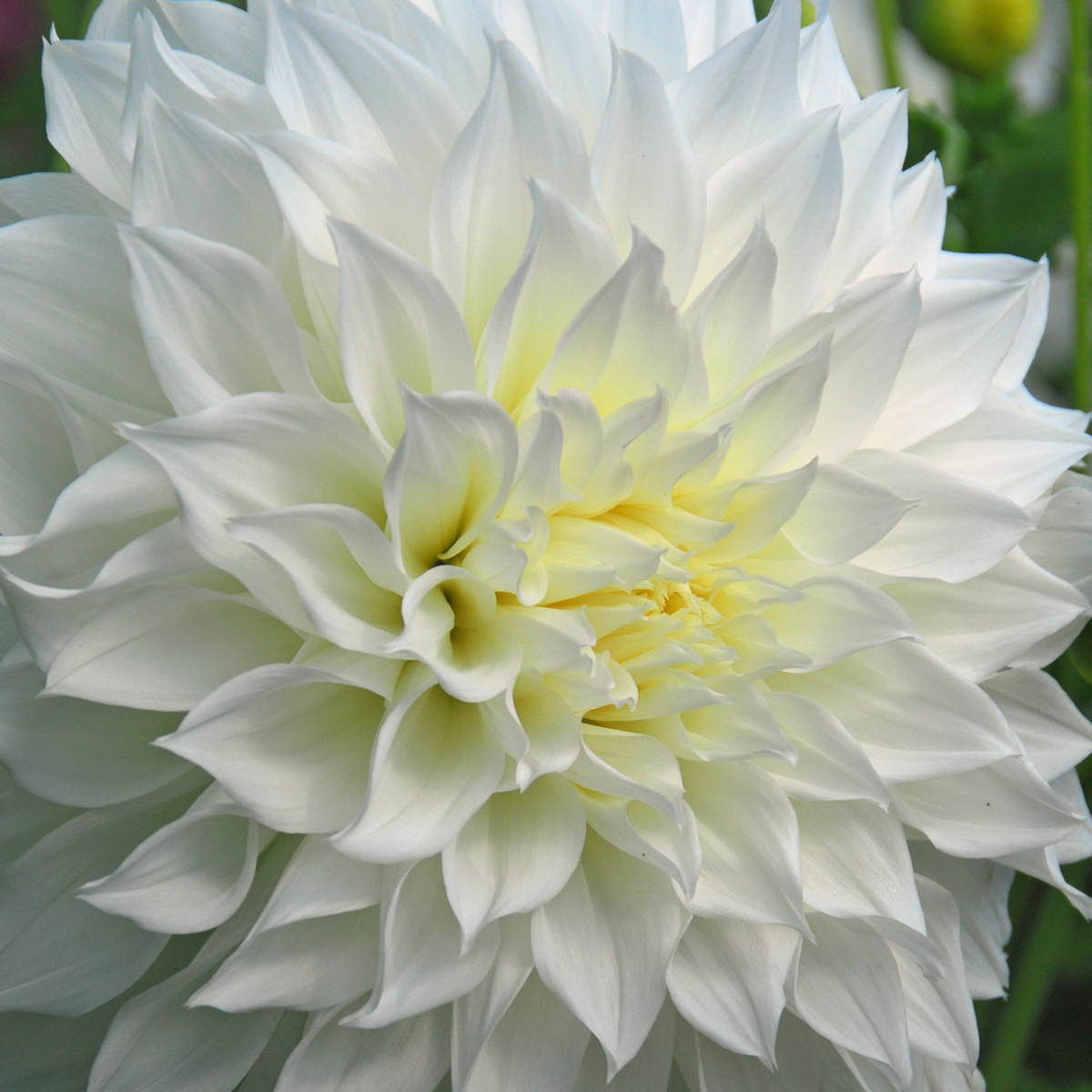 Dahlia tubers - 4 pcs. - Dahlia 'White Love' - Flower Bulbs