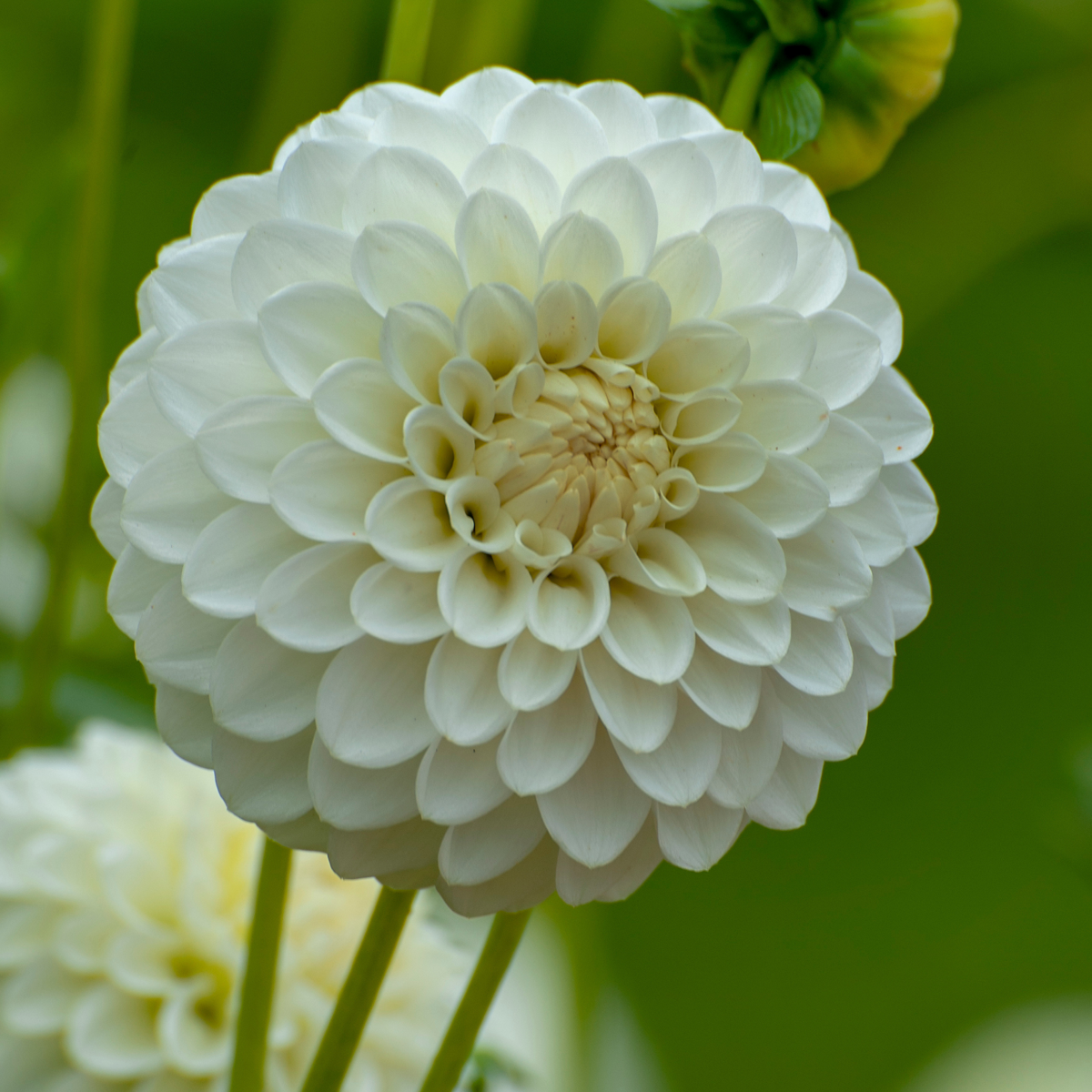 Dahlia tubers - 4 pcs. - Dahlia 'White Love' - Flower Bulbs