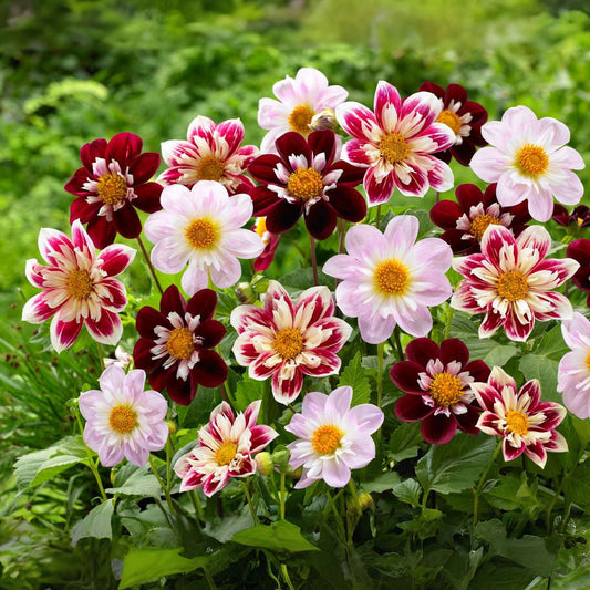 Dahlia tubers - 3 pcs. - Dahlia 'Favorite ballet' - Flower Bulbs
