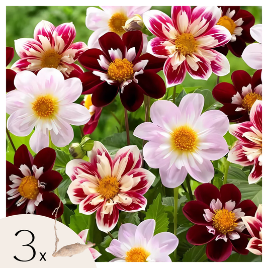 Dahlia tubers - 3 pcs. - Dahlia 'Favorite ballet' - Flower Bulbs