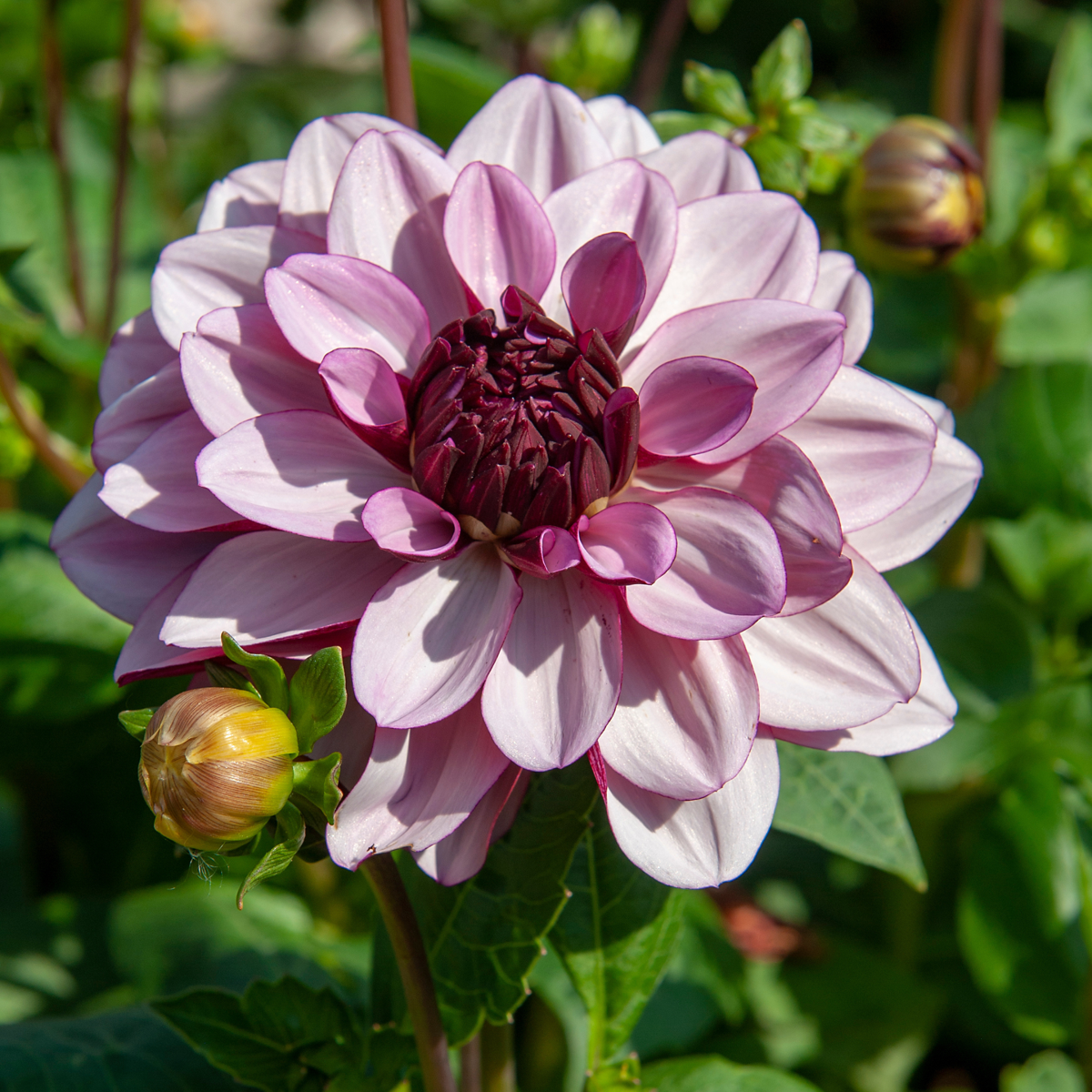 Dahlia tubers - 3 pcs. - Dahlia 'Sweet & Honey' - Flower Bulbs