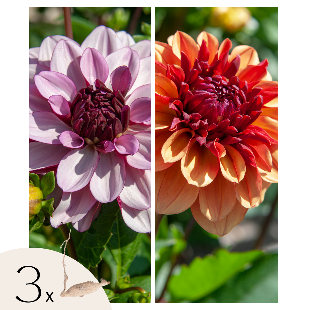 Dahlia tubers - 3 pcs. - Dahlia 'Sweet & Honey' - Flower Bulbs