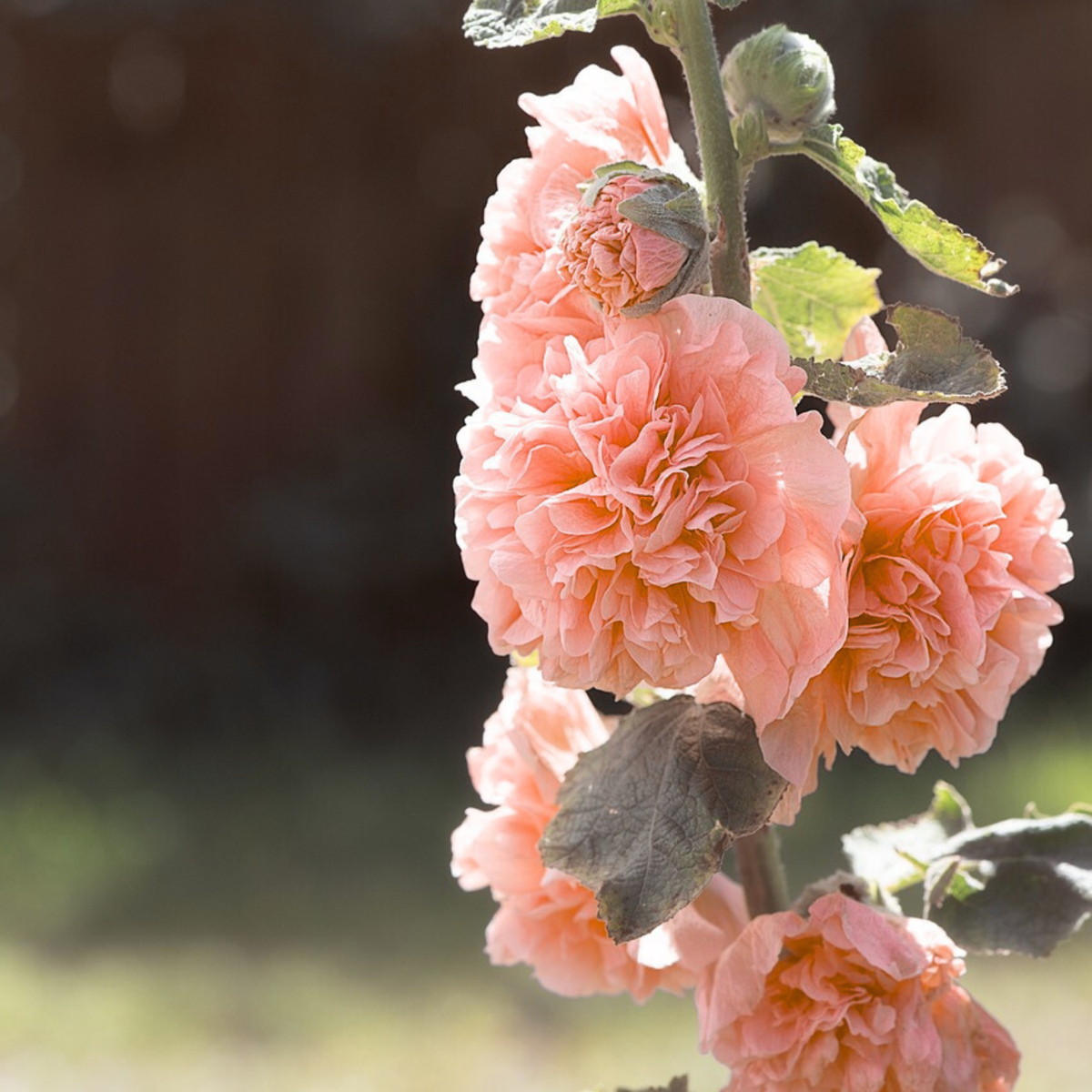 Hollyhock - 6 pcs. - Alcea Rosea 'Peaches 'N Dreams' - Root balls - Pink