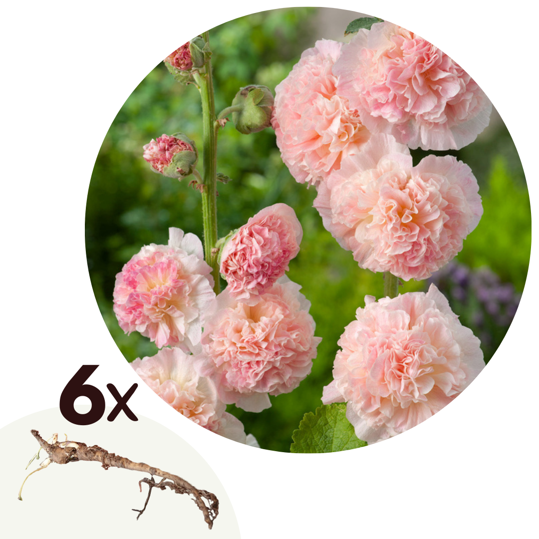 Hollyhock - 6 pcs. - Alcea Rosea 'Peaches 'N Dreams' - Root balls - Pink