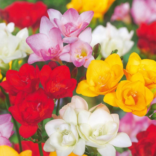 Spring Bulbs - 40 pcs. - Freesia Mix - Flower Bulbs