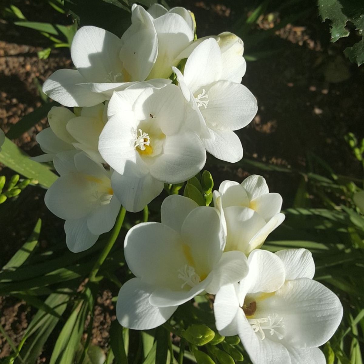 Spring Bulbs - 40 pcs. - Freesia Mix - Flower Bulbs