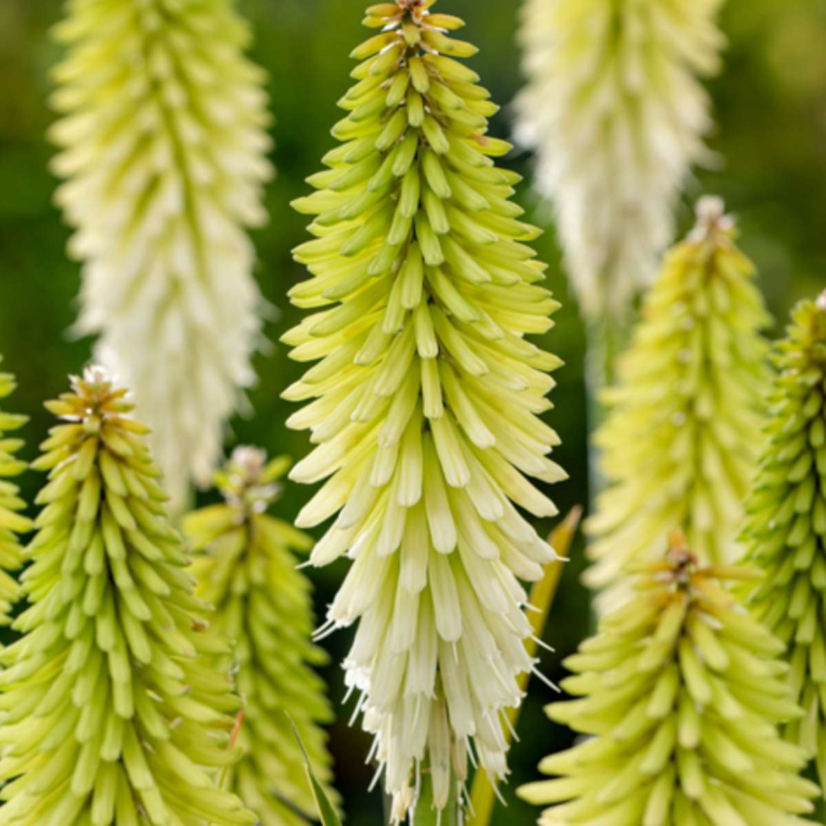 Red Hot Poker - 3 pcs. - Tritoma Kniphofia 'Ice Queen' - Root balls - White
