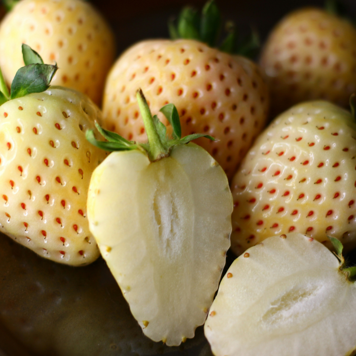 Strawberry - 6 pcs. - Fragaria 'White Pine' - Root balls - Green