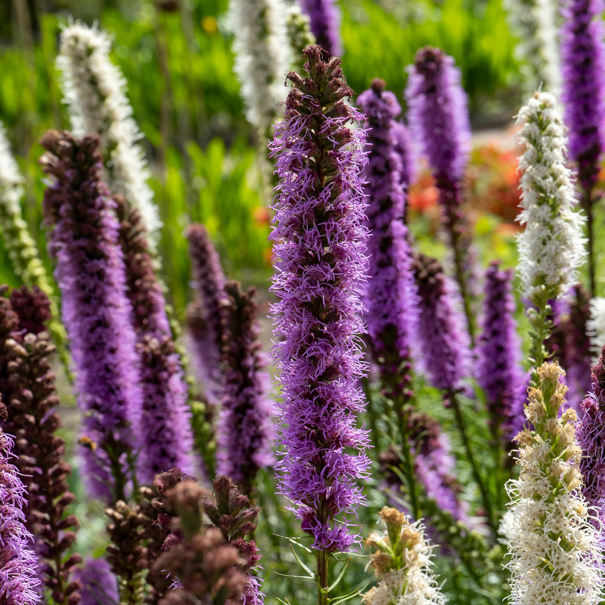 Blazing Star - 40 pcs. - Liatris - Root balls - Purple