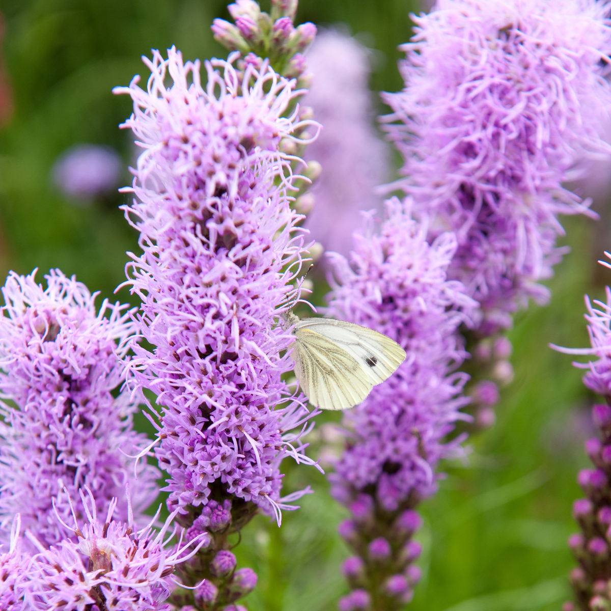 Blazing Star - 40 pcs. - Liatris - Root balls - Purple