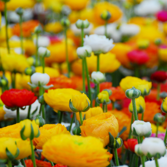 Buttercups - 80 pcs. - Ranunculus - Flower Bulbs