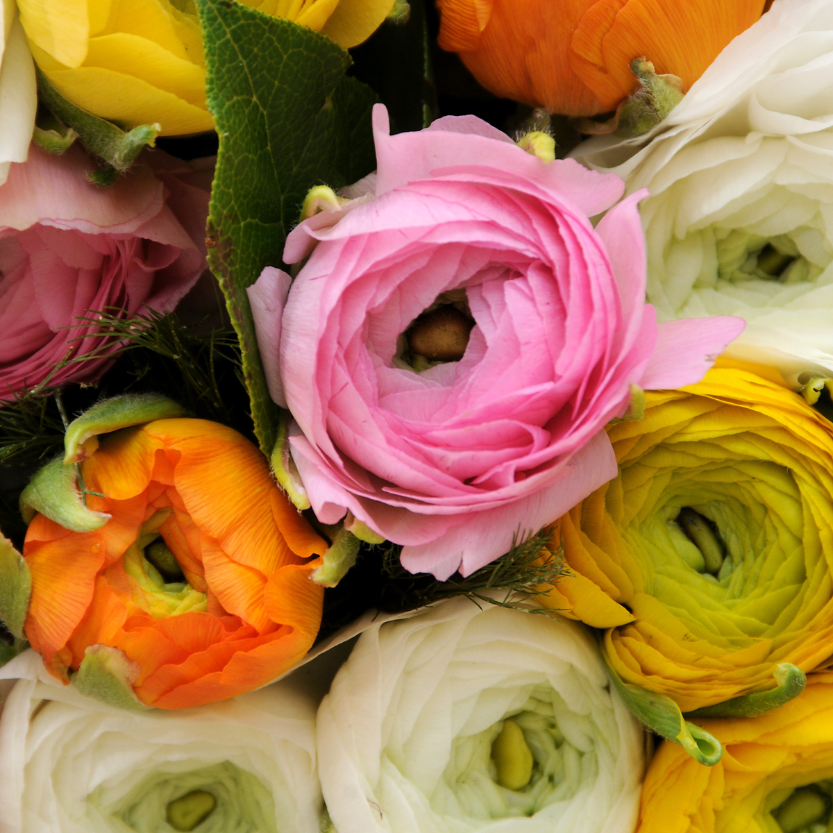 Buttercups - 80 pcs. - Ranunculus - Flower Bulbs