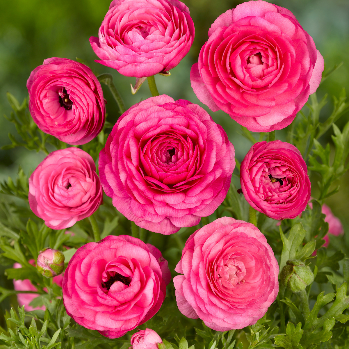Buttercups - 80 pcs. - Ranunculus - Flower Bulbs