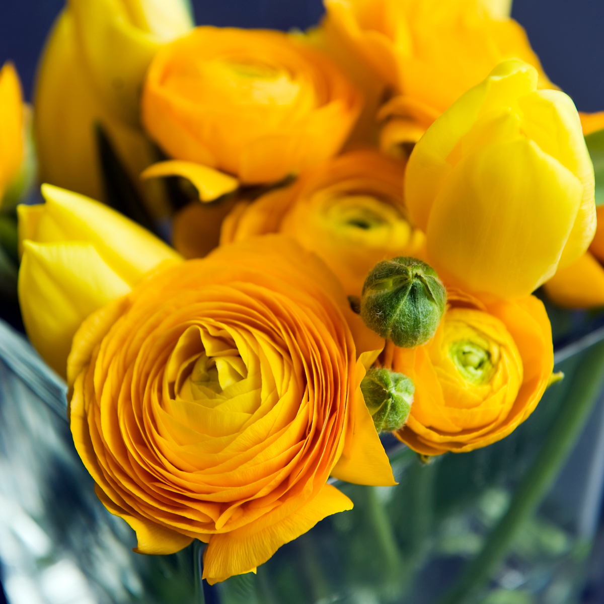 Buttercups - 80 pcs. - Ranunculus - Flower Bulbs