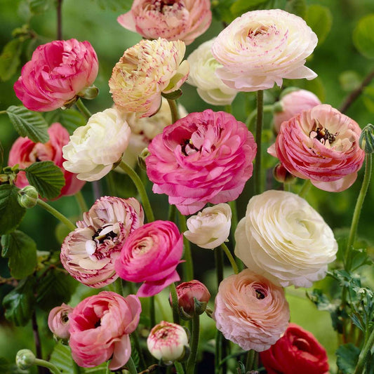 Buttercups - 40 pcs. - Ranunculus - Flower Bulbs