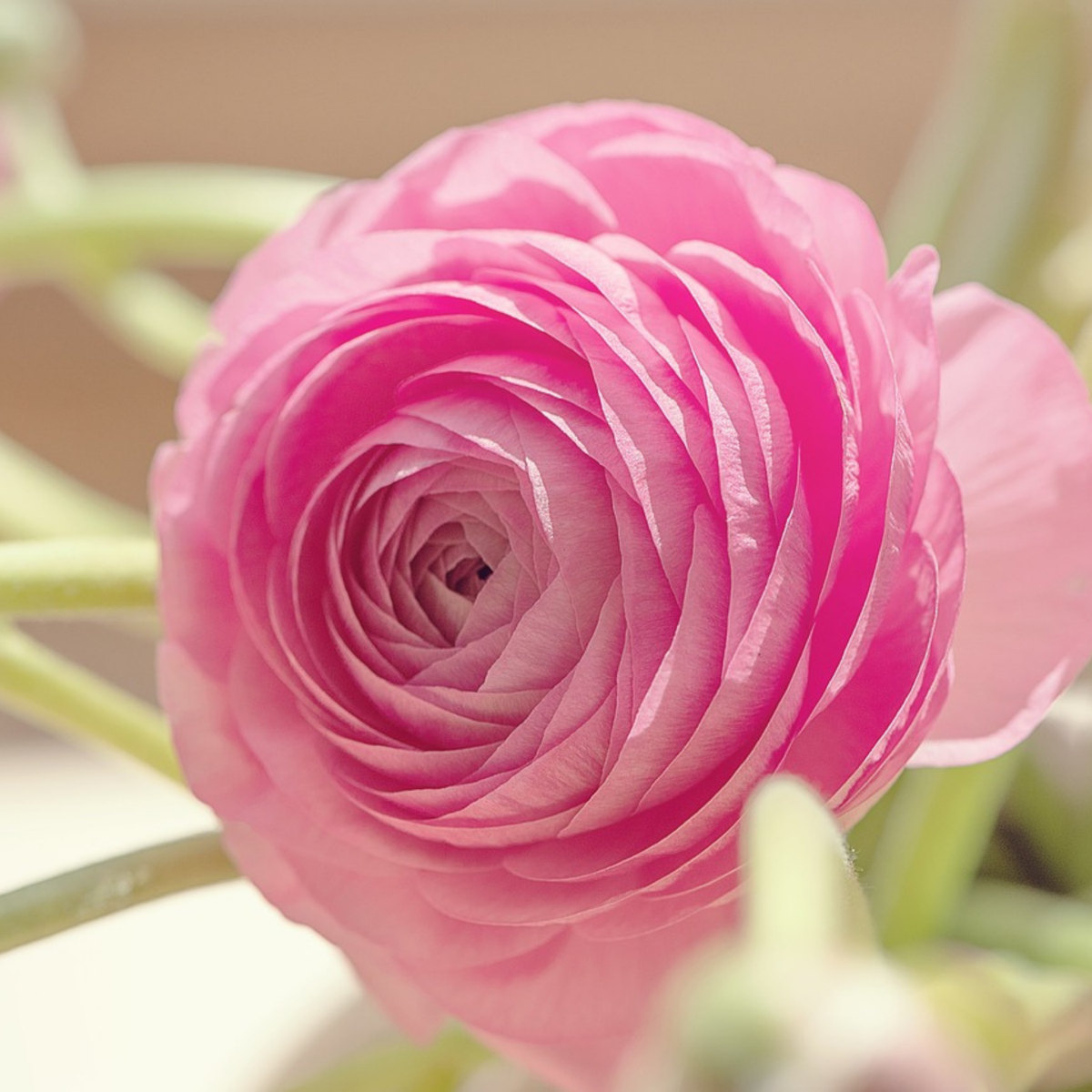 Buttercups - 40 pcs. - Ranunculus - Flower Bulbs